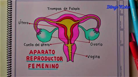 como dibujar una vagina|El arte de la anatomía femenina: Aprende cómo dibujar el aparato .